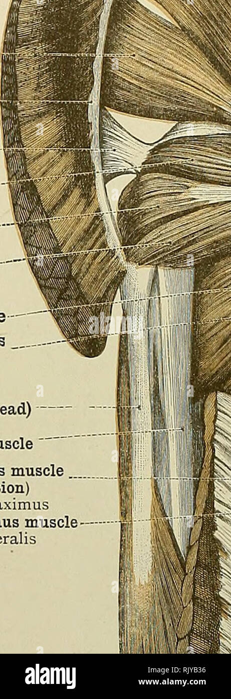 Page 3 Gluteus Maximus Muscle High Resolution Stock Photography And Images Alamy