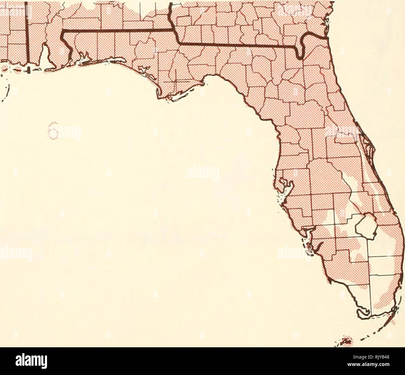 . Atlas of United States trees: volume 5. Florida. Trees. 100 200 MILES 1,1,1 | ' I ' | « I ' | ' I 0 100 200 300 KILOMETERS I. Map 1.—Chamaecyparis thyoides (L.) B.S.P., Atlantic white-cedar. Map 2.—Juniperus silicicola (Small) Bailey, southern redcedar. Map 3.—Juniperus virginiana L., eastern redcedar. Map 4.—Pinus clausa (Chapm.) Vasey, sand pine. Map 5.—Pinus echinata Mill., shortleaf pine. Map 6.—Pinus elliottii Engelm., slash pine.. Please note that these images are extracted from scanned page images that may have been digitally enhanced for readability - coloration and appearance of the Stock Photo