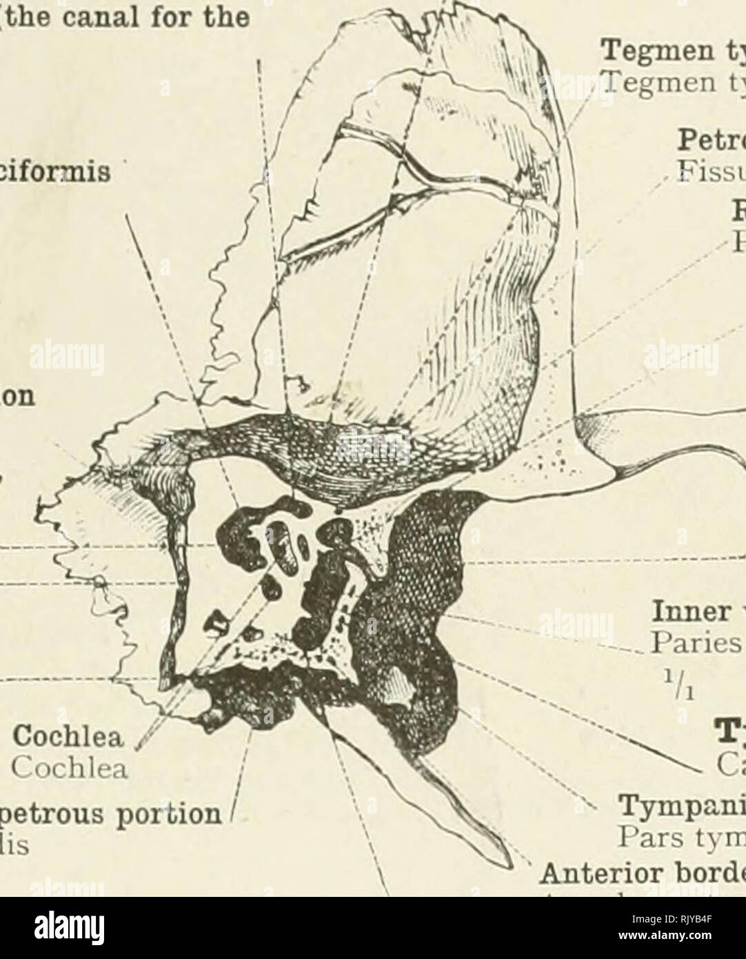 An atlas of human anatomy for students and physicians. Anatomy. THE SKULL  AND THE BONES OF THE SKULL 65 Geniculum of the aqueduct of Fallopius (the  canal for the facial nerve)