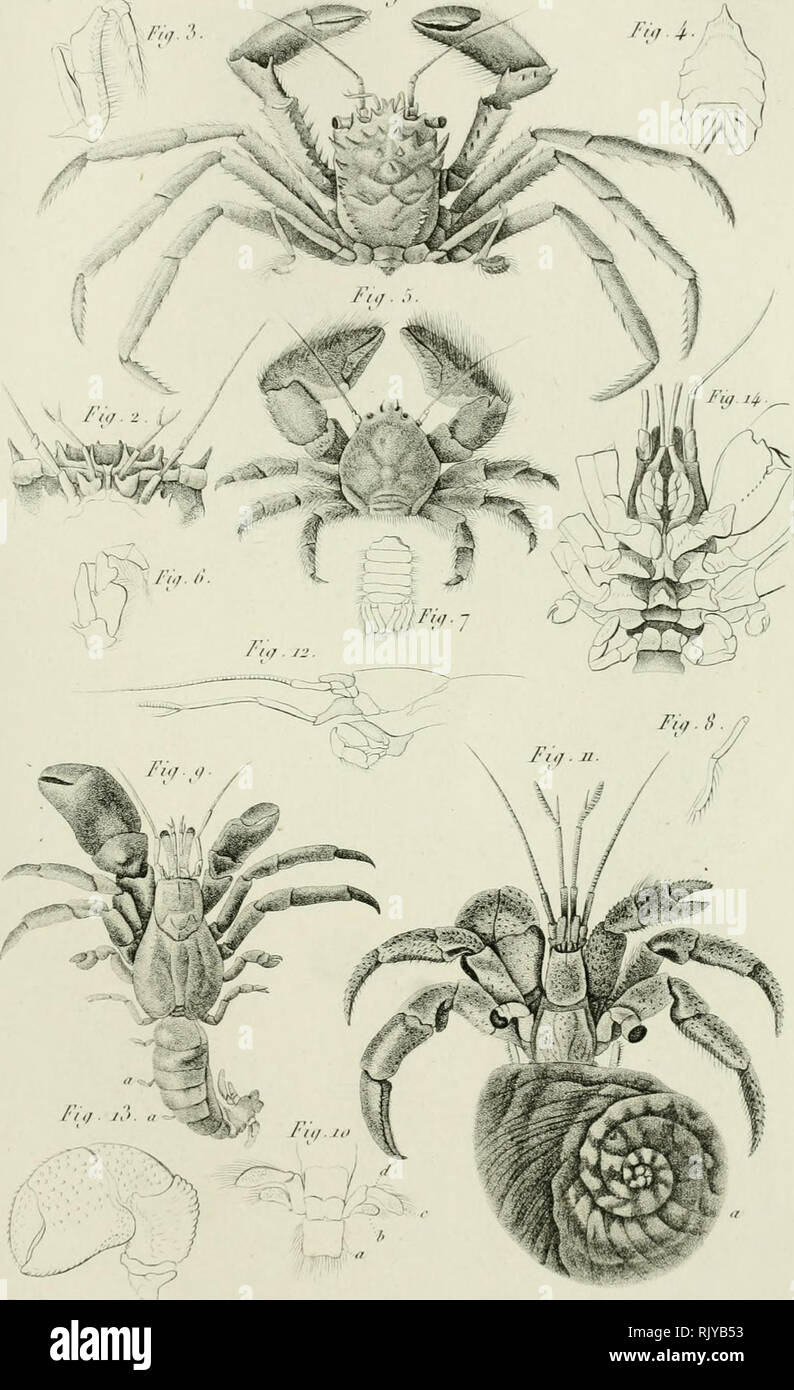 . Histoire naturelle des crustacés, comprenant l'anatomie, la ...