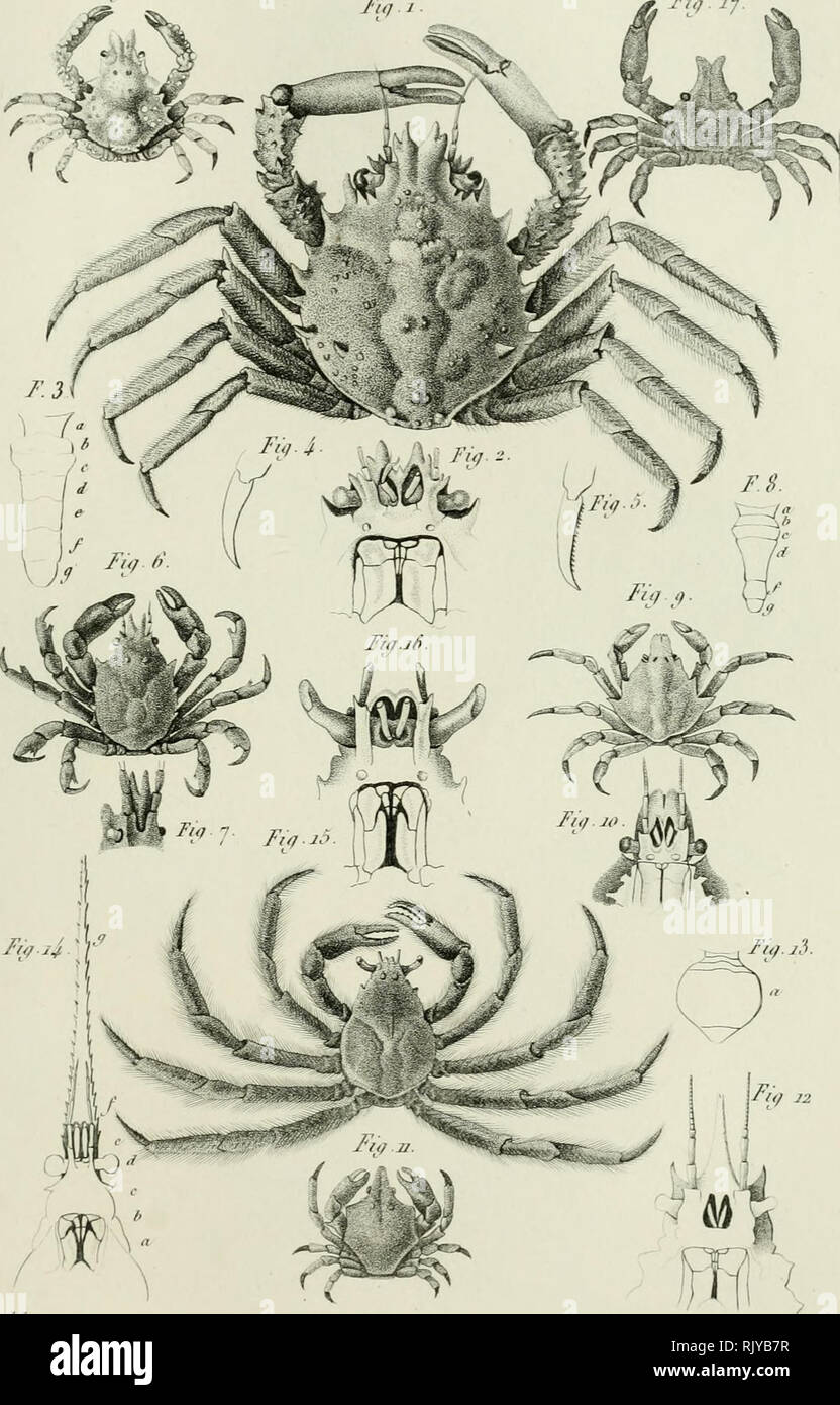 Histoire Naturelle Des Crustaces Comprenant L Anatomie La Physiologie Et La Classification De Ces Animaux Crustacea Y Y Decapodes Bkvchynuis L Iq I Fi 25 F I Caiulirax V Gt V L S F O 1
