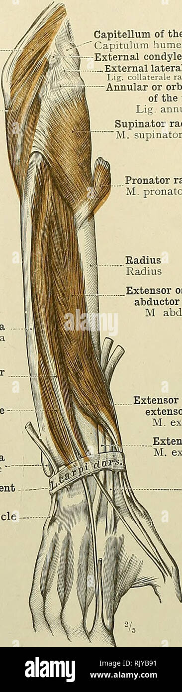 . An atlas of human anatomy for students and physicians. Anatomy. 328 THE MUSCLES OF THE UPPER EXTREMITY Triceps extensor cubiti muscle (internal or deep head) //j M- triceps brachii (caput mediale) i Anconeus muscle M. anconaeus Ulna Ulna Extensor seoundi internodii pollicis or ejrtensor longus pollicis muscle' M. extensor pollicis longus Extensor indicts muscle - M. extensor indicis proprius Styloid process of the ulna Processus styloideus ulnae' Posterior annular ligament of the wrist Extensor carpi ulnaris muscle M. extensor carpi ulnaris. Capitellum of the humerus Capitulum humeri Externa Stock Photo