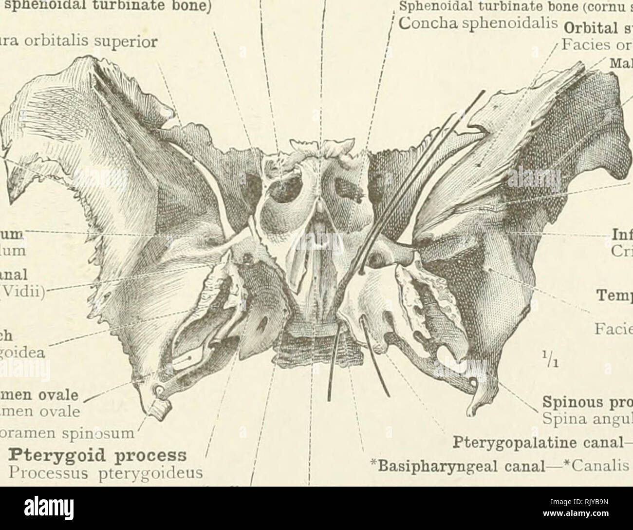 . An atlas of human anatomy for students and physicians. Anatomy. Spinous process Spina angularis Posterior or petrous border Margo petrosus f the sphenoid bone  Carotid groove Sulcus caroticus Frontal border Margo frontalis Sphenoidal fissure Fissura orbitalis superior Great wing —External or squamous border Margo squamosus Foramen rotundum Foramen rotundum Foramen ovale Foramen ovale Foramen spinosum Foramen spinosum Lingula of the sphenoid Lingula sphenoidalis Fig. 118.—The Sphenoid Bone seen from Above (Cerebral Aspect). Sphenoidal foramen Apertura sinus sphem Orbital border (of the sphen Stock Photo