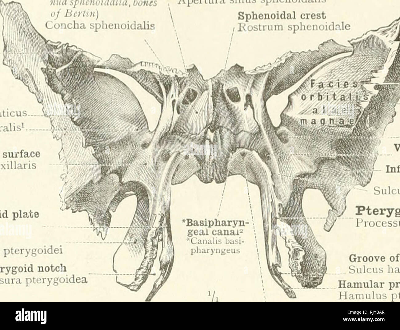 . An atlas of human anatomy for students and physicians. Anatomy. Sphenomaxillary surface I'lienomaxillaris Internal pterygoid plate Lamina medialis External pterygoid plate Lamina lateralis processus pterygoidei. Orbital surface of great wing W Great wing (temporal surface)' j Ala maj^na (fat ies temporalis) Foramen rotundum in Vidian or pterygoid canal Canalis pterygoideus (Vidii) Infratemporal crest—Crista ii fratemporalii Sulcus pterygopalatine4 iy Pterygoid process &quot; Processus pterygoideus Pterygoid notch Fissura pterygoidea Groove of the hamular process Sulcus hamuli pterygoidei Ham Stock Photo