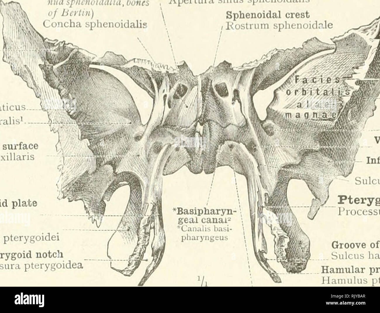 An atlas of human anatomy for students and physicians. Anatomy.  Sphenomaxillary surface I'lienomaxillaris Internal pterygoid plate Lamina  medialis External pterygoid plate Lamina lateralis processus pterygoidei.  Orbital surface of great wing W