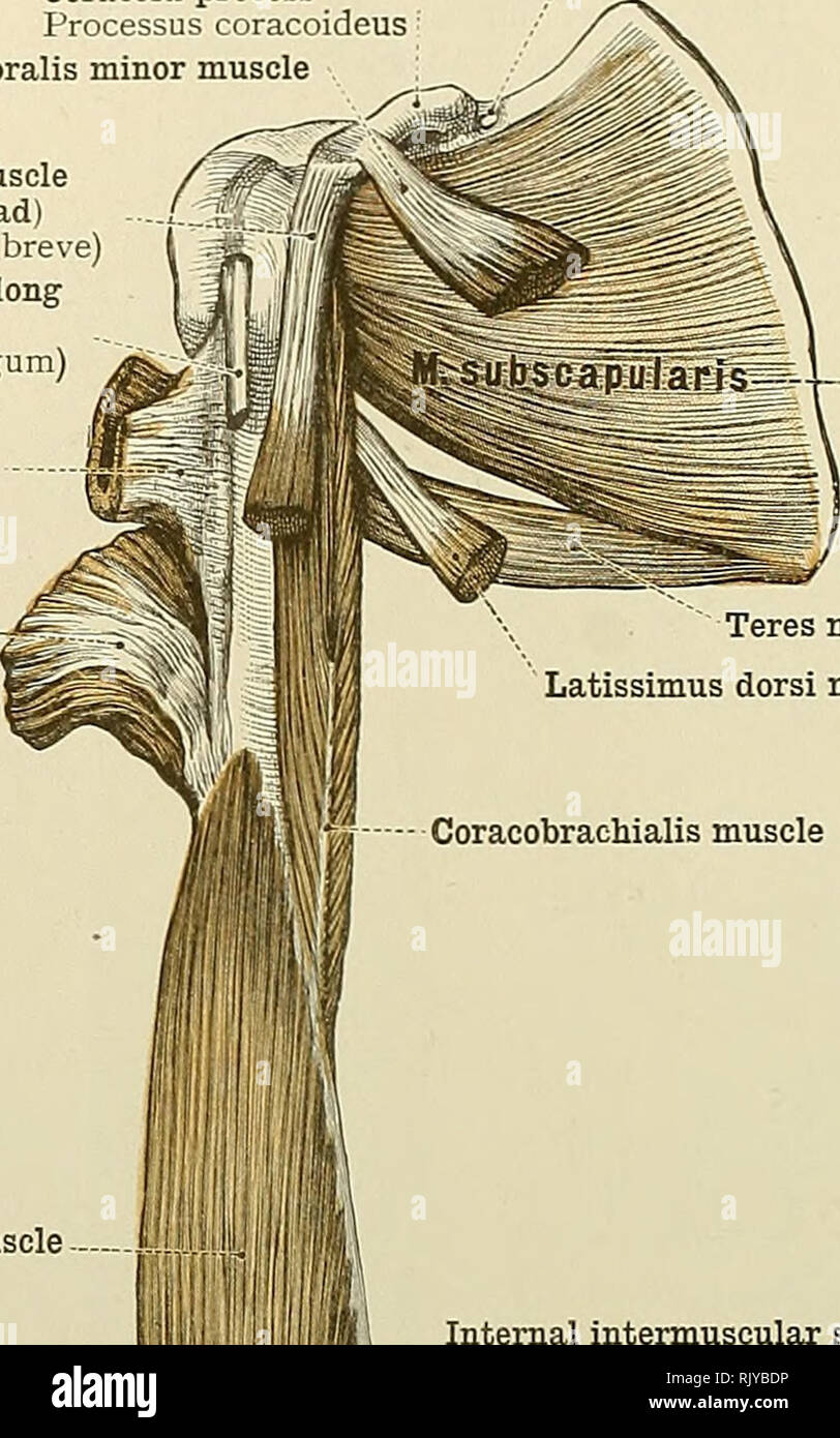 An atlas of human anatomy for students and physicians. Anatomy. 316 THE  MUSCLES OF THE UPPER EXTREMITY Coracoid process Processus coracoideus  Pectoralis minor muscle Coracoscapular or suprascapular ligament Lig tranb  ersum