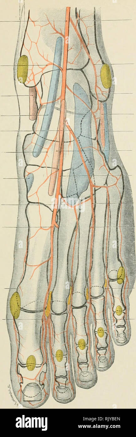 . Atlas of applied (topographical) human anatomy for students and practitioners. Anatomy. -Vutcrior Tibial Artery Anterior Jntern.il Malleolar Artery Tendon-Sheath of Posti-riur Tibial Muscle Tendon-Sheath of Anteri&lt;tr Tibial Muscle External Tarsal Artery Internal Tarsal Artery IJiiisa under Tcnilini of Anterior Tibial Muscle Transverse Metatarsal Artery Deep Branch passing to the Plantar Arch Internal Plantar Artery Dorsal Digital Artery —|. Perforating llranch ni Peroneal Artery — External Malleolar Artery Tendon-Sheath of J-ong Extensor Muscle of the Toes Tendon-Sheath of Peroneus Brevis Stock Photo