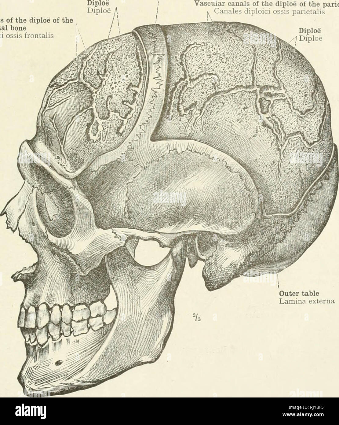 Parietal bone skull hi-res stock photography and images - Page 8 - Alamy