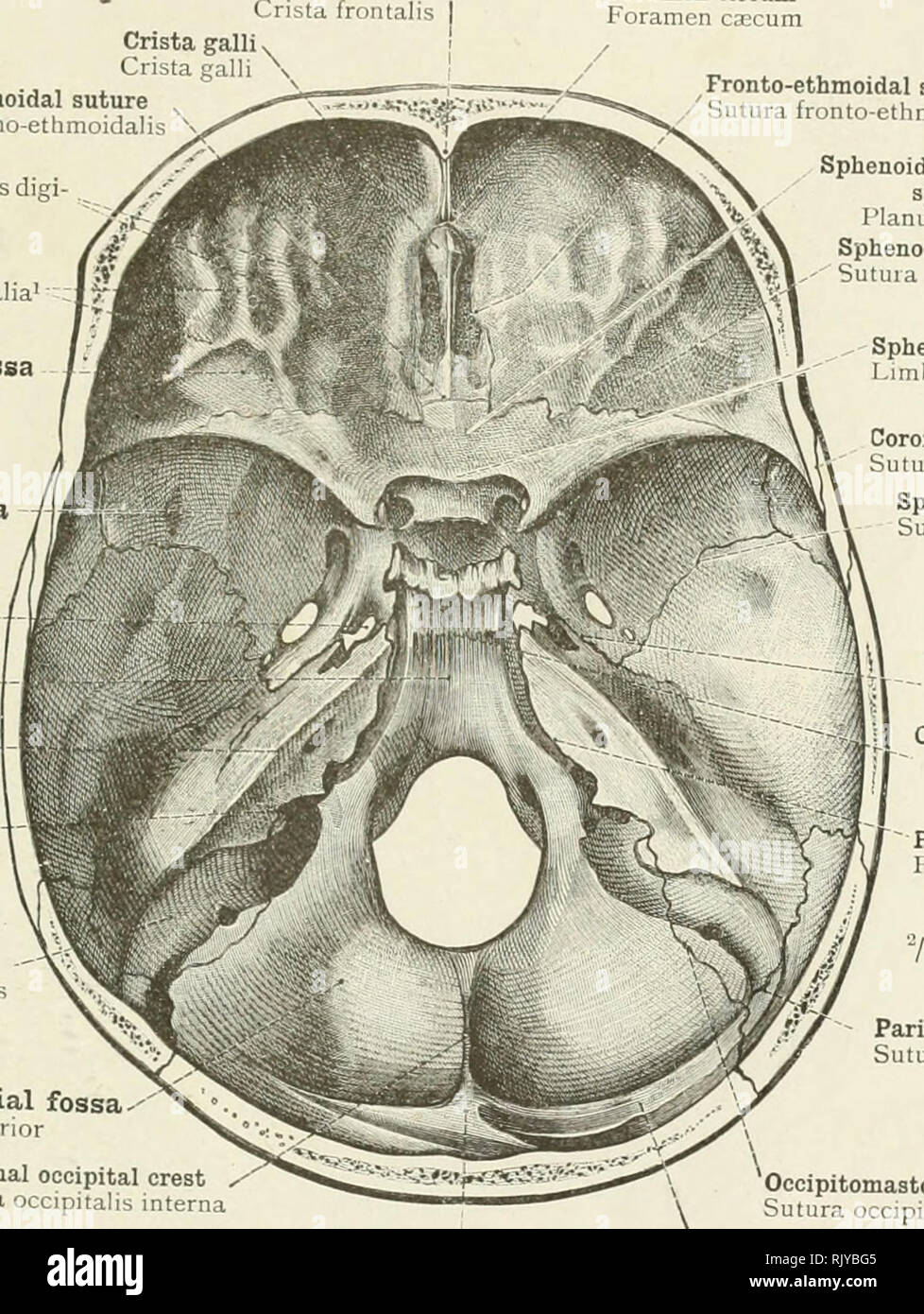 . An atlas of human anatomy for students and physicians. Anatomy. THE SKULL AND THE BONES OF THE SKULL 49 Crista gall Sphenoethmoidal suture Sutura spheno-ethmoidalis (Impressiones digi- I tatac1 Frontal crest Crista frontalis Crista galli v Foramen caecum Foramen caecum ljuga cerebralia Anterior cranial fossa Fossa cranii anterior Middle cranial fossa Fossa cranii media Foramen lacerum medium Foramen, lacerum Clivus, or basilar groove Clivus Superior border of petrous bone Angulus superior pyramidis Jugular foramen . Foramen jugulare Fronto-ethmoidal suture Sutura fronto-ethmoidali: Sigmoid s Stock Photo