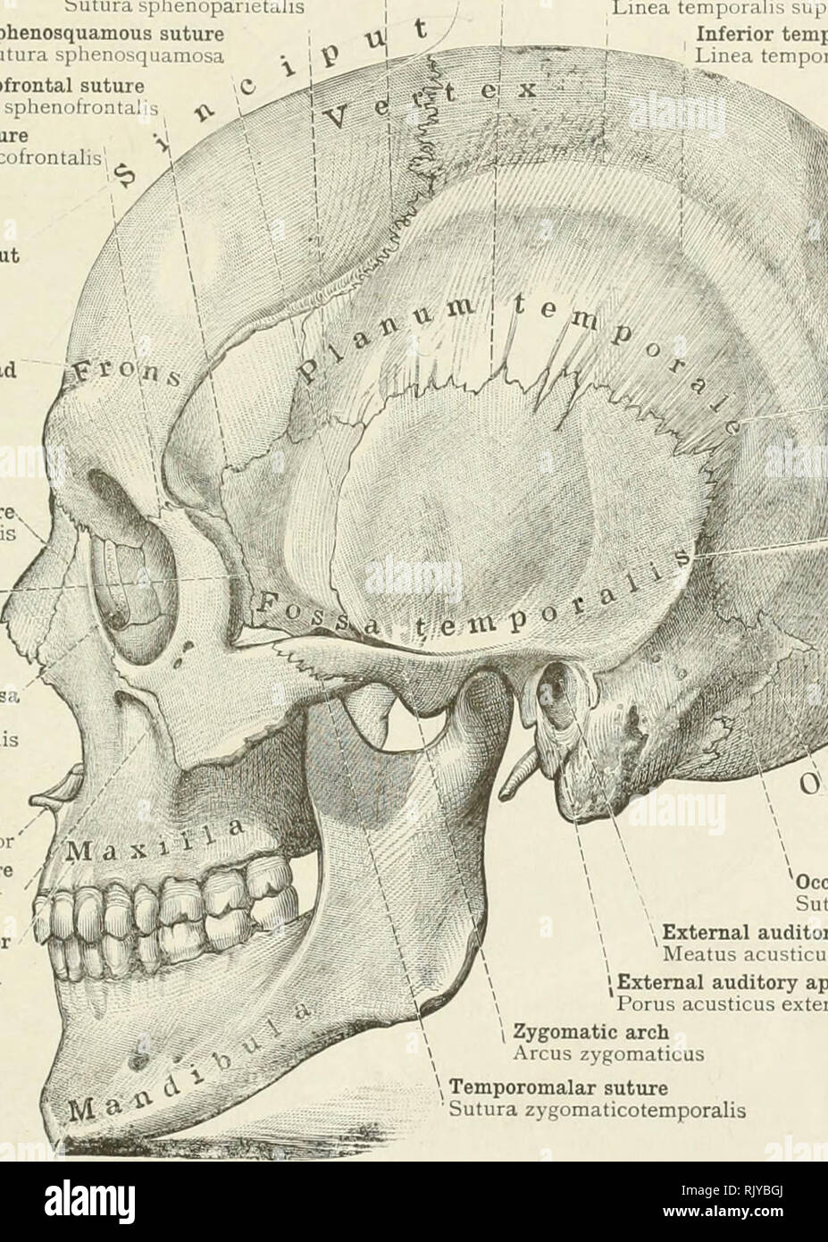 Inferior temporal line hi-res stock photography and images - Alamy