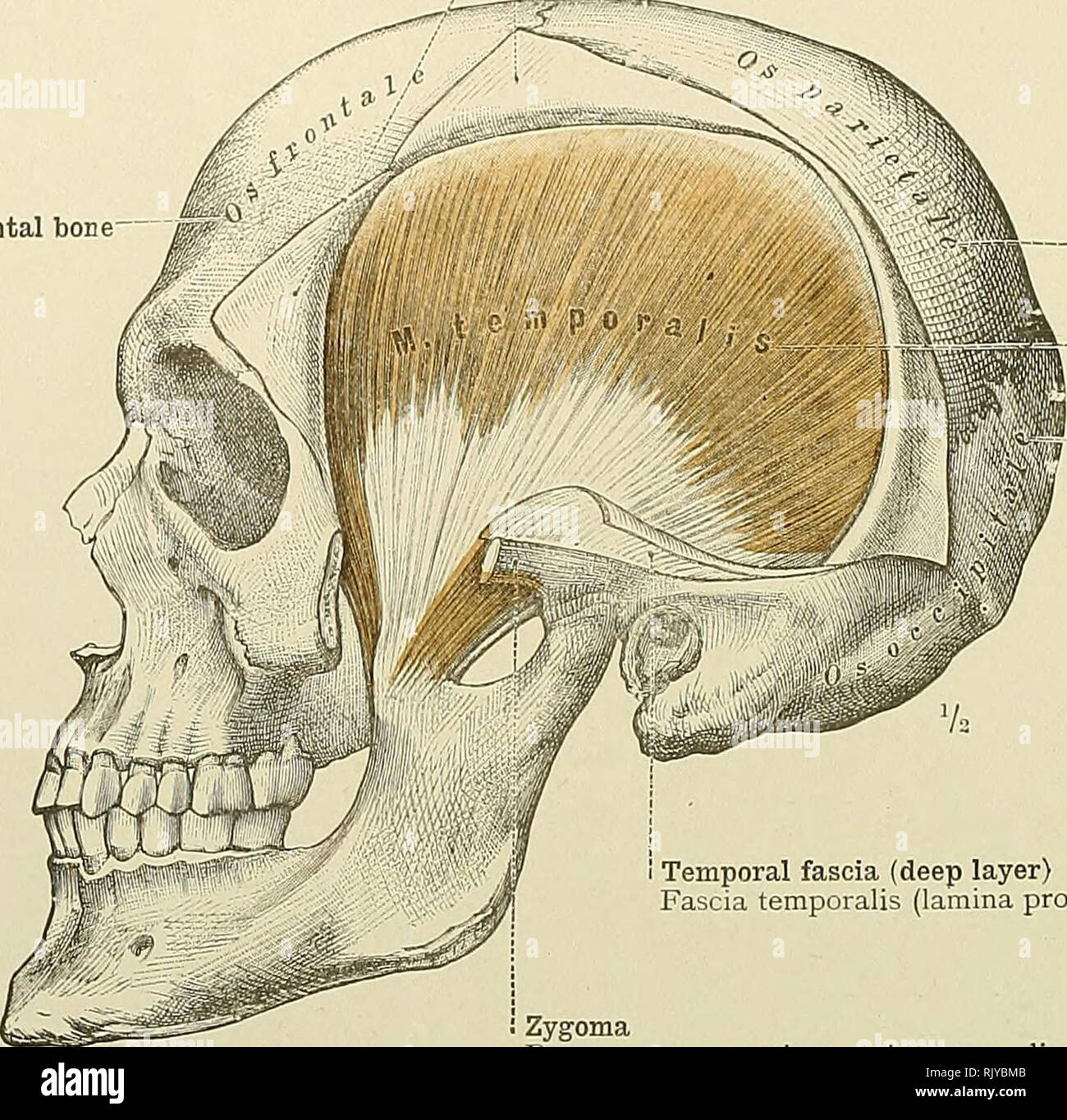 Zygomatic Arch Anatomy - Anatomy Drawing Diagram