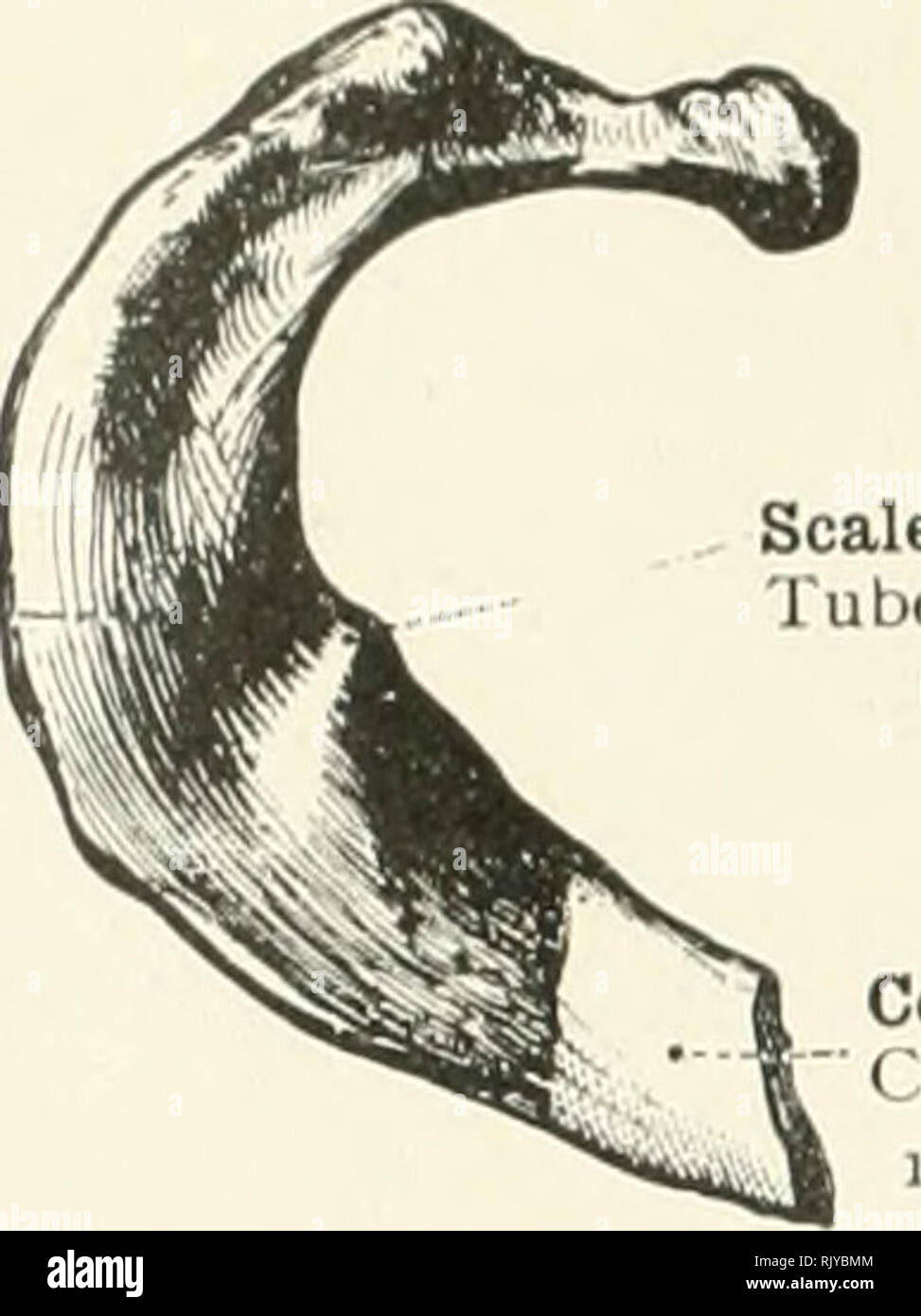 . An atlas of human anatomy for students and physicians. Anatomy. 40 ...