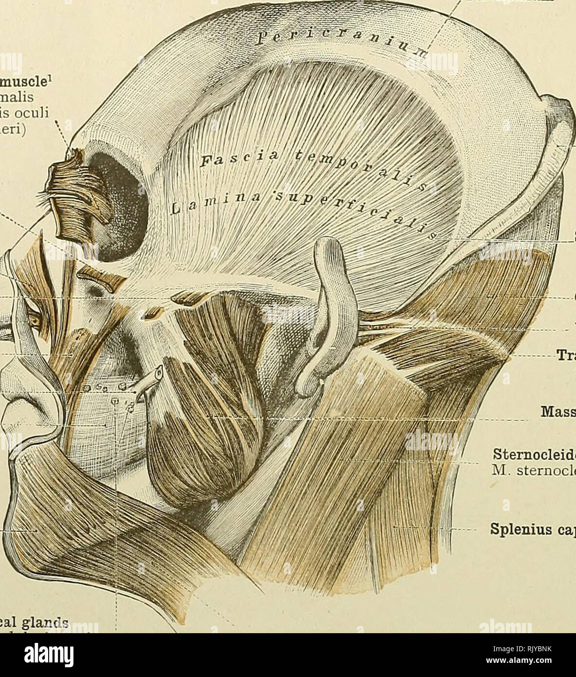 Musculus Levator Labii Superioris High Resolution Stock Photography And Images Alamy