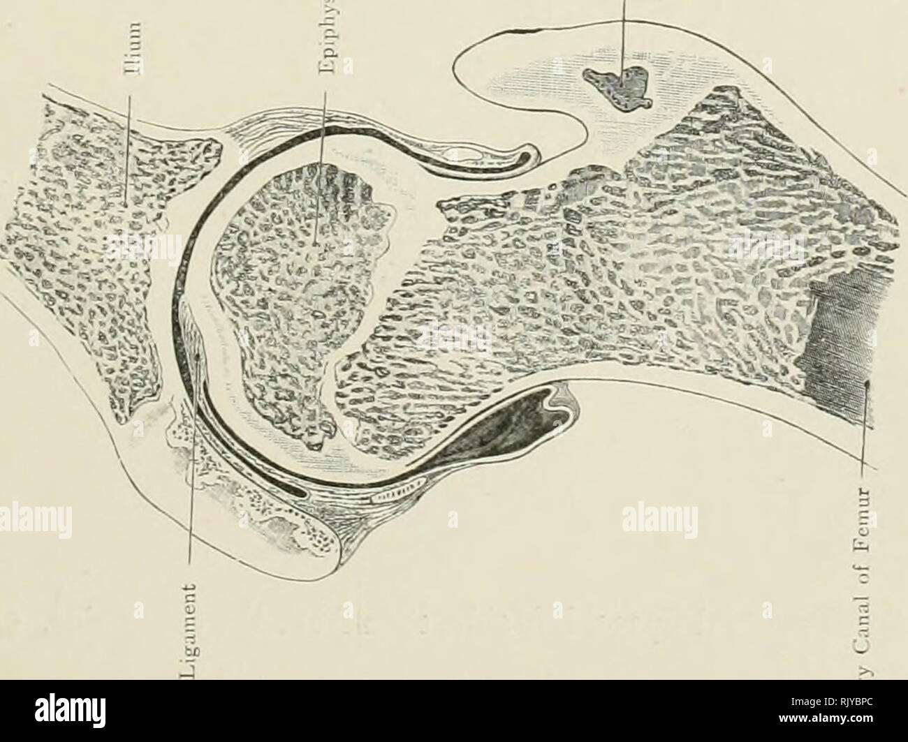 Atlas Of Applied Topographical Human Anatomy For Students And Practitioners Anatomy O H Os J S O A V P Jc R A 2 Quot 3 2 1 J Z Rt 00