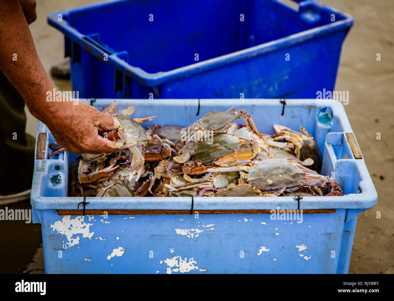 Man sorts through freshly caught shrimp in a bucket Stock Photo Alamy