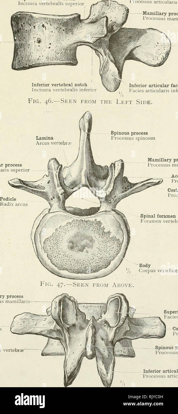 Superior Articular Process High Resolution Stock Photography And Images Alamy