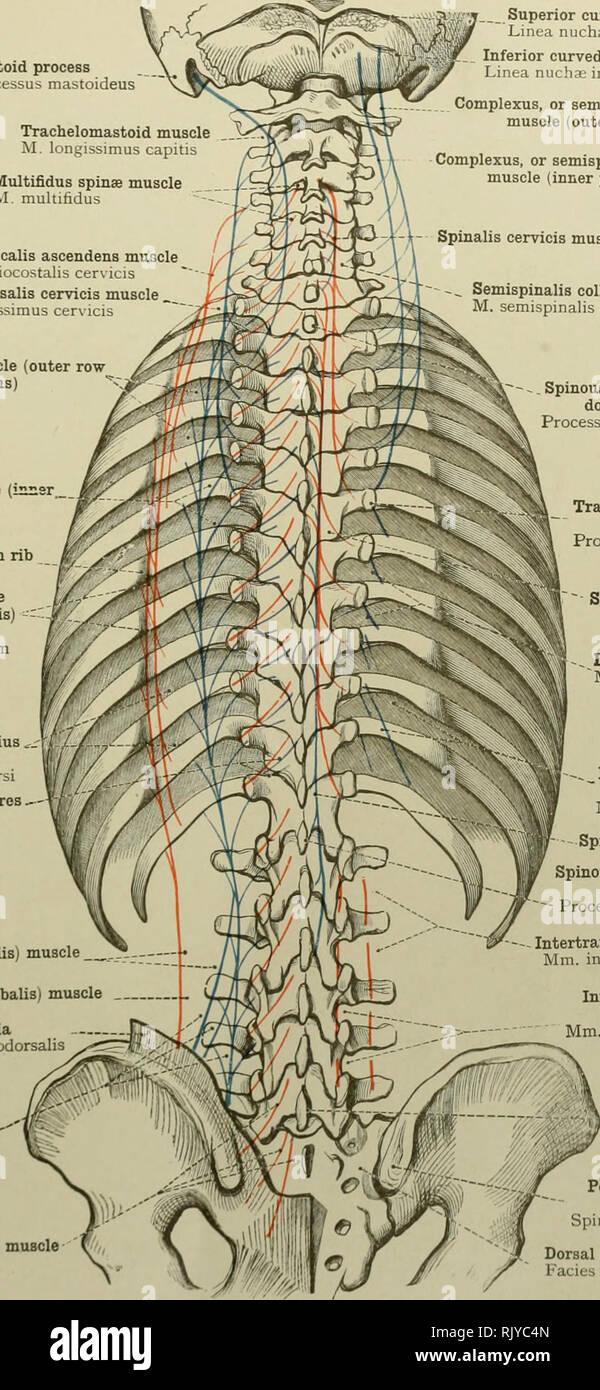 . An atlas of human anatomy for students and physicians. Anatomy. THE MUSCLES OF THE TRUNK 273 Mastoid process Processus mastoideus Trachelomastoid muscle M. longissimus capitis Multifidus spinse muscle M. multifidus Cervicahs ascendens muscle M, iliocostalib cerMcis Transversalis cervicis muscle M. longisiimus cerMcis Superior curved line Linea nuchas superior Inferior curved line Linea nucha; inferior Complexus, or semispinalis capitis, muscle (outer portion) Complexus, or semispinalis capitis, muscle (inner portion) - Spinalis cervicis muscle  ^ Semispinalis colli muscle M semispinalis cer Stock Photo