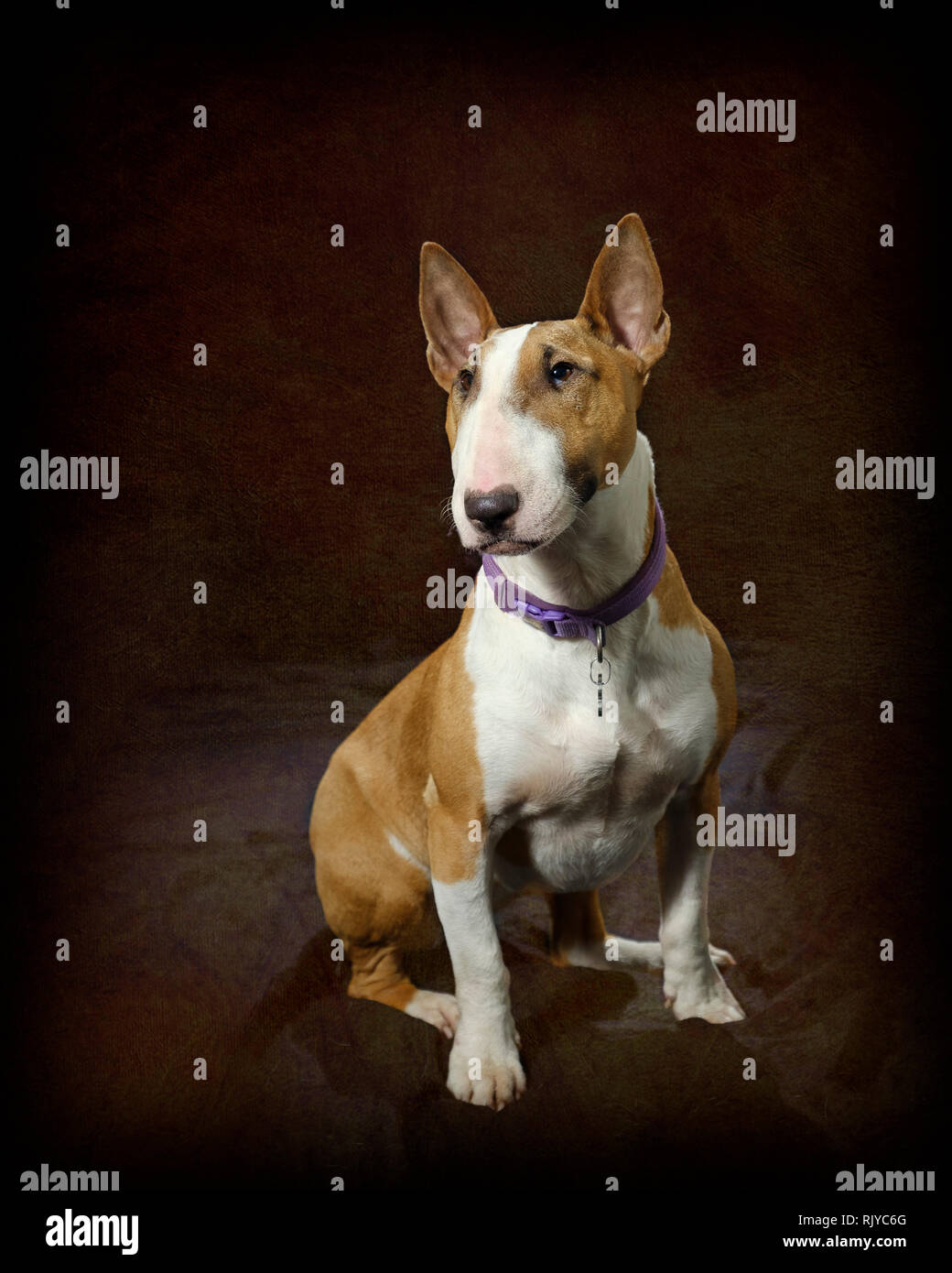 English Bull Terrier Stock Photo