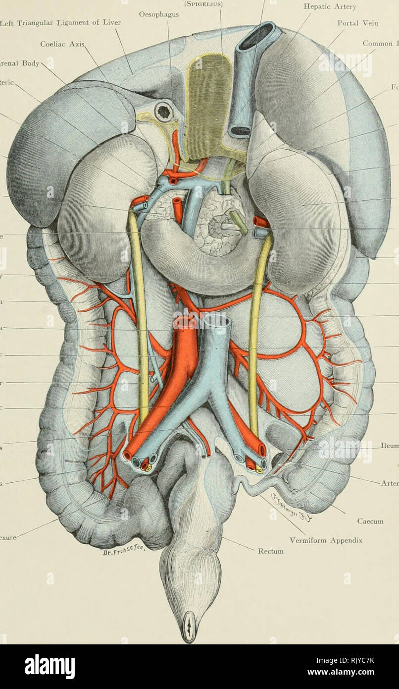 . Atlas of applied (topographical) human anatomy for students and practitioners. Anatomy. Inferior Vena Ca, Caudate Lcjbe iSl'IOKLlUS) Left Triangular Ligament of Liver Coeliac Axis, Suprarenal Body Superior Mesenteric. Artery Inferior Mesenteric Vein Oesophagus Hepatic Arterj- I'ortal Vein Coiiiinon nilc Duct Spleen Pancreas &quot; Duodeno-Jejunal Flexure Left Colic Artery Descending Colon Abdominal Aorta- Inferior Mesenteric Artery Left Ureter Left Common Iliac Vessels Superior Haemorrhoidal Vessels Internal Iliac Vessels Sigmoid Flexure. ^ Foramen of WiNSi.ow Supra-Renal Body Fatty Capsule  Stock Photo