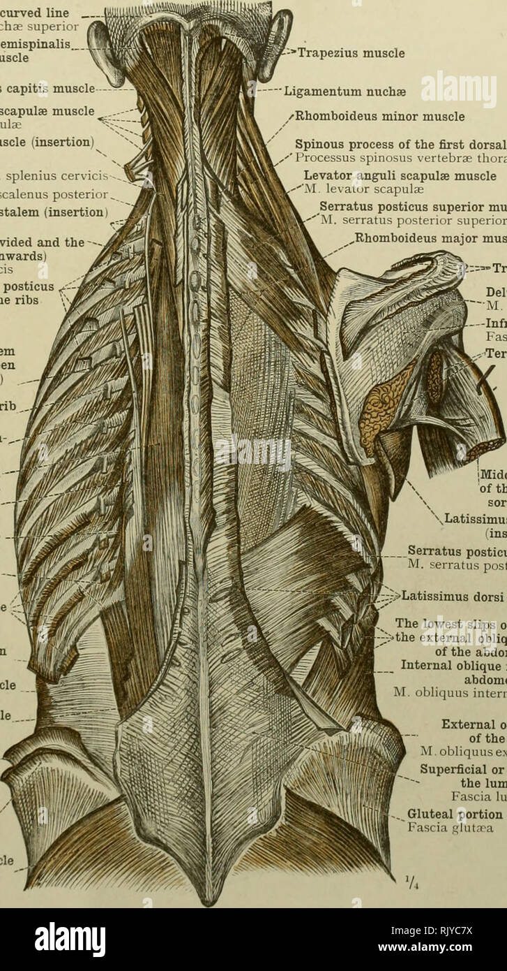 An atlas of human anatomy for students and physicians. Anatomy. THE MUSCLES  OE THE TRUNK Superior curved line Linea nucha? su] ei Complexus, or  semispinalis capitis, muscle Splenius capitis muscle Levator