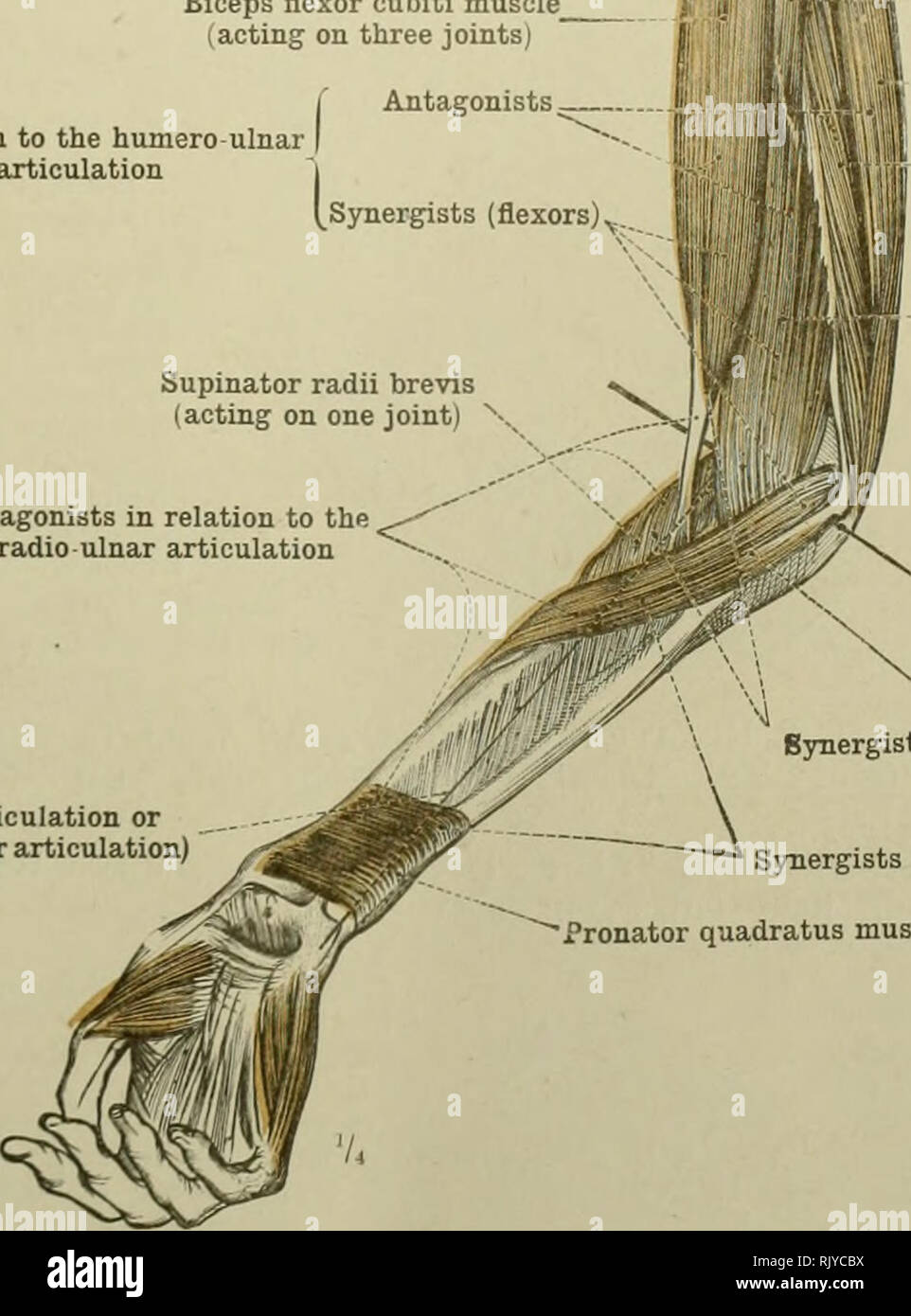 An atlas of human anatomy for students and physicians. Anatomy. In relation  to the humero ulnar articulation Antagonists- Synergists (flexors)v.  Supinator radii brevis (acting on one joint) &quot; radio ulnar articulation