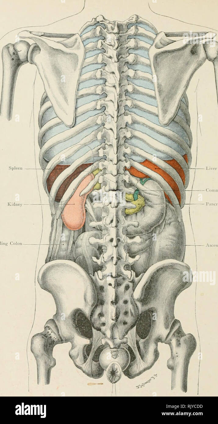 Atlas of applied (topographical) human anatomy for students and  practitioners. Anatomy. /. Common Bile Duct Pancreas Descending Colon  Ascending Colon Fig. 125. Position of Abdominal Viscera, from behind. /.  Nat. Size. —