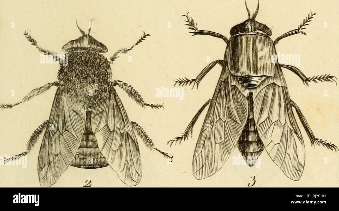 Atlas Des Insectes Compose De 110 Planches Representant La Plupart Des Insectes Decrits Dans Le Manuel D Histoire Naturelle Et Dans Le Manuel D Entomologie Insects Barahanif T E 7f Tarjieu Tfculp X Oesi