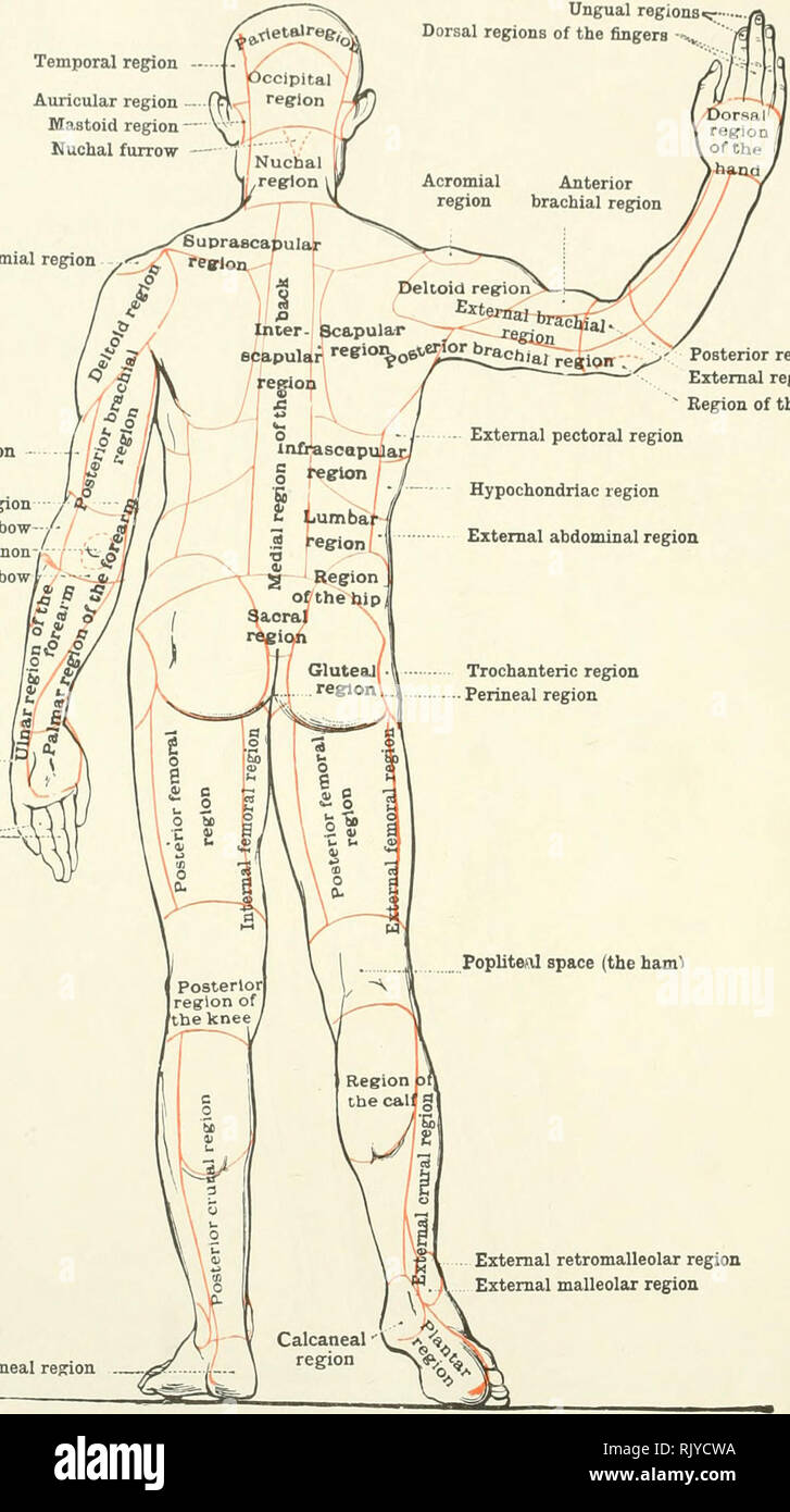 An atlas of human anatomy for students and physicians. Anatomy. THE REGIONS  OF THE HUMAN BODY Temporal region Auricular region Mastoid region Nuchal  furrow Ungual regions^ ., Dorsal regions of the