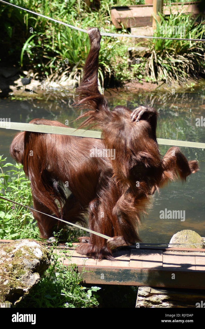 Paignton Zoo, Paignton, Devon Stock Photo Alamy