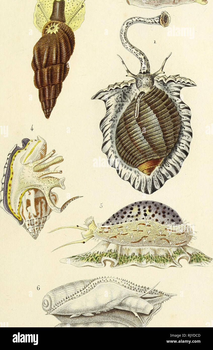 Atlas De Zoologie Ou Collection De Figures D Animaux Nouveaux Ou Peu Connus Avec Une Explication