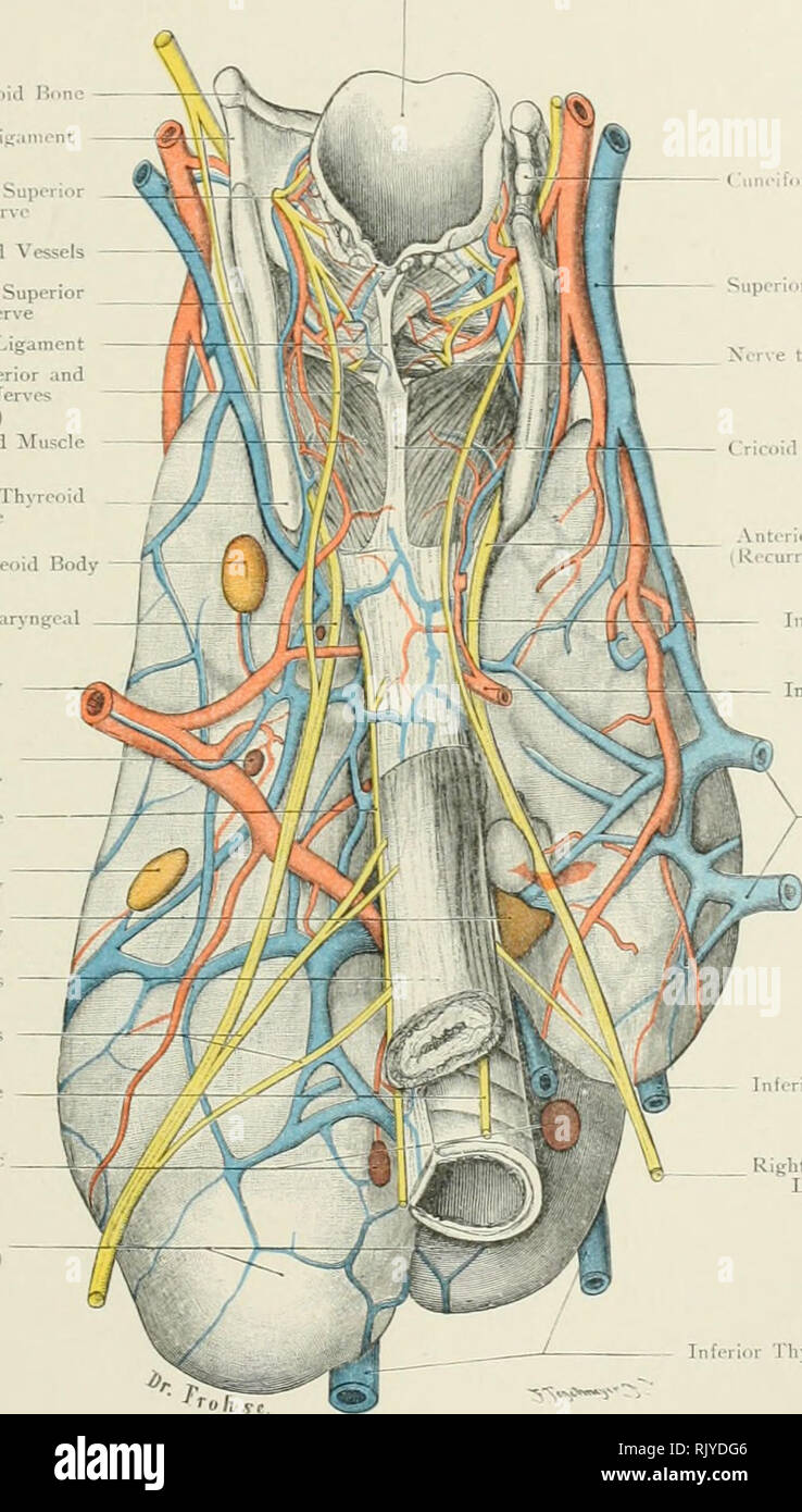 Atlas Of Applied Topographical Human Anatomy For Students And Practitioners Anatomy Epit Inttis Greater Cornu Of Hyoid Hone Lateral Thyreohyoid Lirainent Internal Llraneh Of Superior Larj Ngeal Xcrvc Superior Thyreoid Vessels External Branch