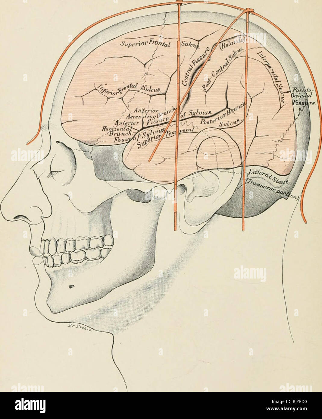 Atlas of applied (topographical) human anatomy for students and  practitioners. Anatomy. Fig. 19. Cranio-Cerebral Topography. Vs Nat. Size.  Rebman Limited, London. Rcbman Company, New York.. Please note that these  images are