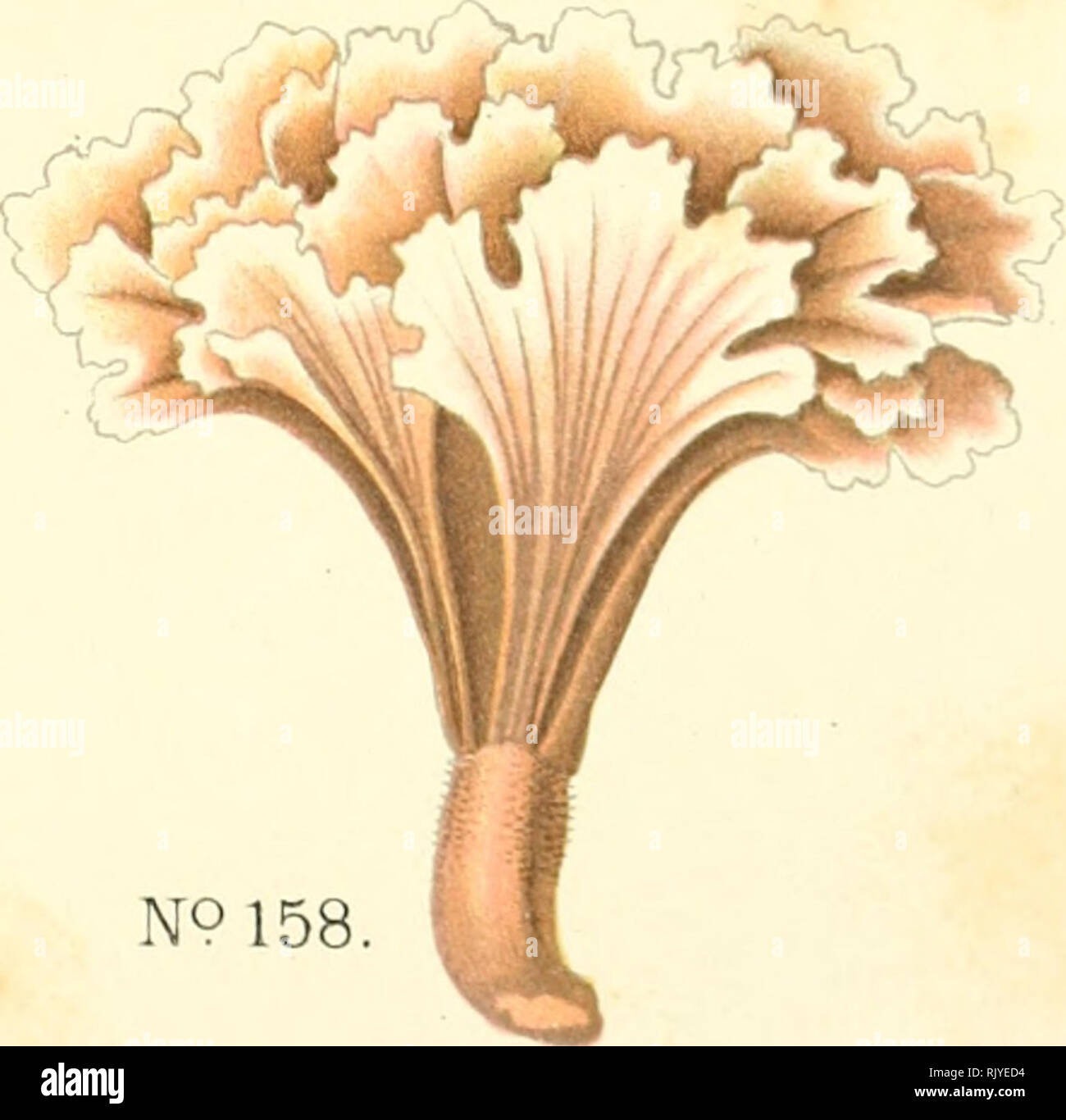 Atlas des champignons comestibles et vnneux. Mushrooms -- France; Fungi --  France. Craicrcllc corne d'abondance.. N9156. Clavaria pistillaris.  Thelephora anthocephala, ClavaÃ¹v pilon, (comestible). ThcLcphorc Ã chapeau  en forme de fleur.. Please
