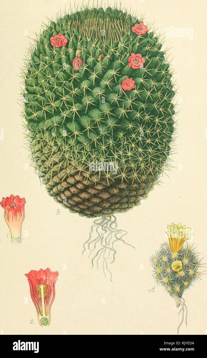 . Atlas des plantes de jardins et d'appartements exotiques et européenes ... accompagnées d'un texte applicatif ... Dois.Plantes de jardins.. j1 Mamillaria pusilla Sweet. B. Mamillaria rhodantha link.et Otto. Famille deb Cactées.. Please note that these images are extracted from scanned page images that may have been digitally enhanced for readability - coloration and appearance of these illustrations may not perfectly resemble the original work.. Bois, D. Paris : Klincksieck Stock Photo
