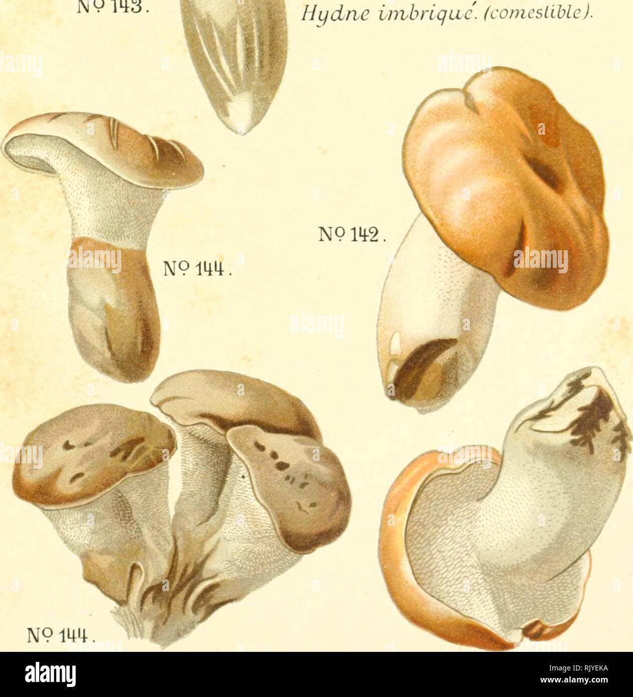 . Atlas des champignons comestibles et vnneux. Mushrooms -- France; Fungi -- France. N0 143. NPmS. Hydnum imbricatum. Hydne imbrique, fcomestible).. N914ii. Hydnum floriforme Hydne fiorifcrme. N91t2. Hydnum repand-um Hifdne sinuc. (comestible).. Please note that these images are extracted from scanned page images that may have been digitally enhanced for readability - coloration and appearance of these illustrations may not perfectly resemble the original work.. Dufour, L. (Lon), 1861-1942. Paris, P. Klincksieck Stock Photo