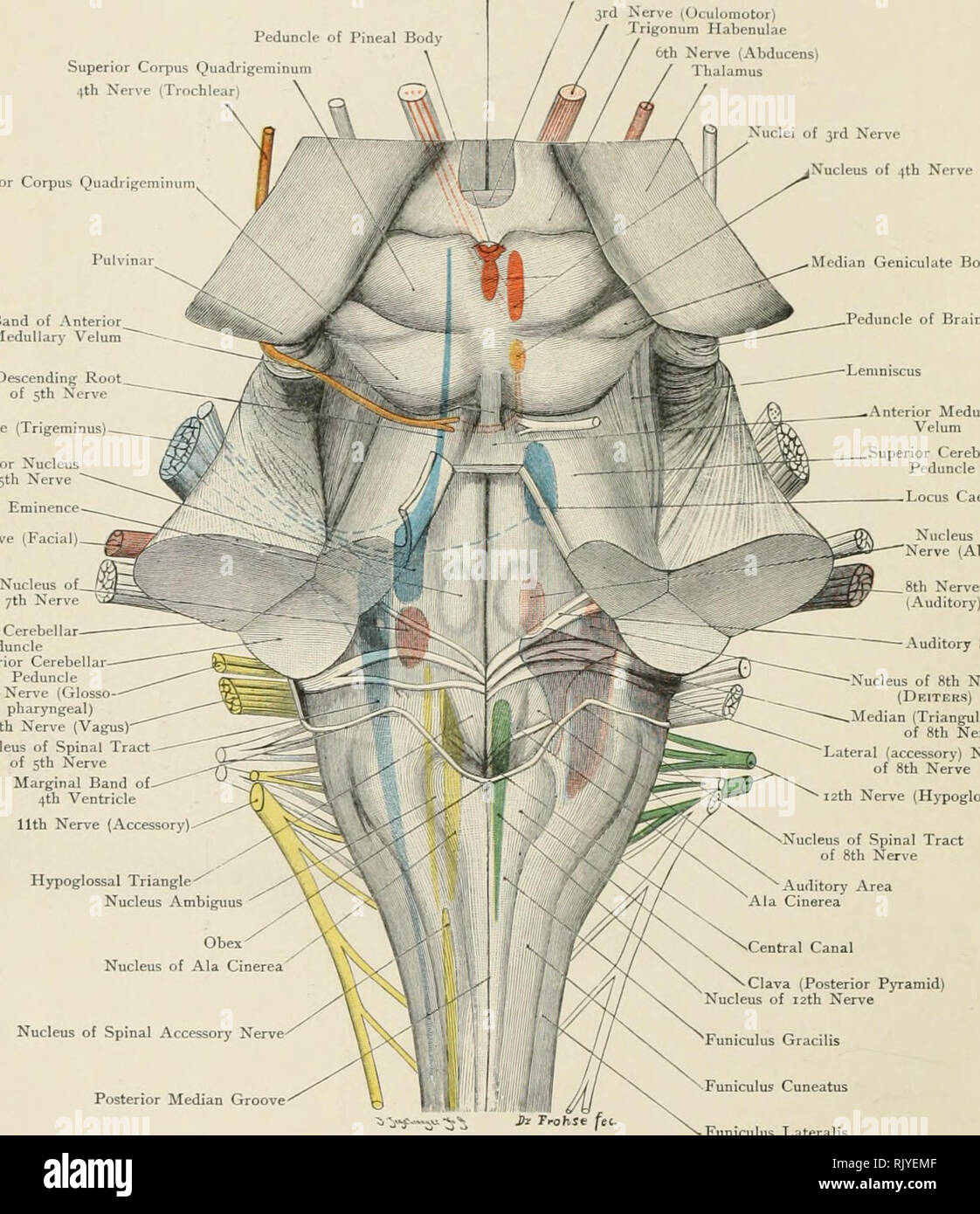 . Atlas of applied (topographical) human anatomy for students and practitioners. Anatomy. ^rd Ventricle Posterior Commissure Peduncle of Pineal Body Superior Corpus Quadrigeminum 4th Nerve {Trochlear / 3rd Nerve tOculomotor) / ' Trigonum Habenulae 6th Nerve (Abducens) Thalamus Inferior Corpus Quadrigcminu Pulvinji Band of Anterior. Medullary Velum Descending Root. of 5th S'erve nXudei of 3rd Nerve N'ucleus of 4th Nerve 5th Nerve (Trigeminus) Motor Nucleus of 5th Nerve Facial Eminence 7th Nerve (Facia Modian Geniculate Body Peduncle of Brain Anterior Medullary Velum Superior Cerebellar Peduncle Stock Photo