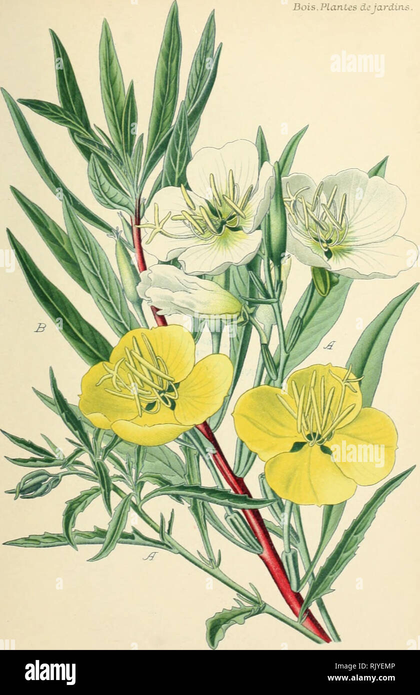. Atlas des plantes de jardins et d'appartements exotiques et europÃ©enes ... accompagnÃ©es d'un texte applicatif ... Dois.PLanlcs de Jardins.. PL 108. A. Eiiotlicre cIc&lt;^liiiLc. QEnothera speciosa Ni.iti. B. EnuthÃ¨rt Ã ^'ros fruit. OEnothera macrocarpa Pia-sh. Famille desOnuCfuricvs.. Please note that these images are extracted from scanned page images that may have been digitally enhanced for readability - coloration and appearance of these illustrations may not perfectly resemble the original work.. Bois, D. Paris : Klincksieck Stock Photo