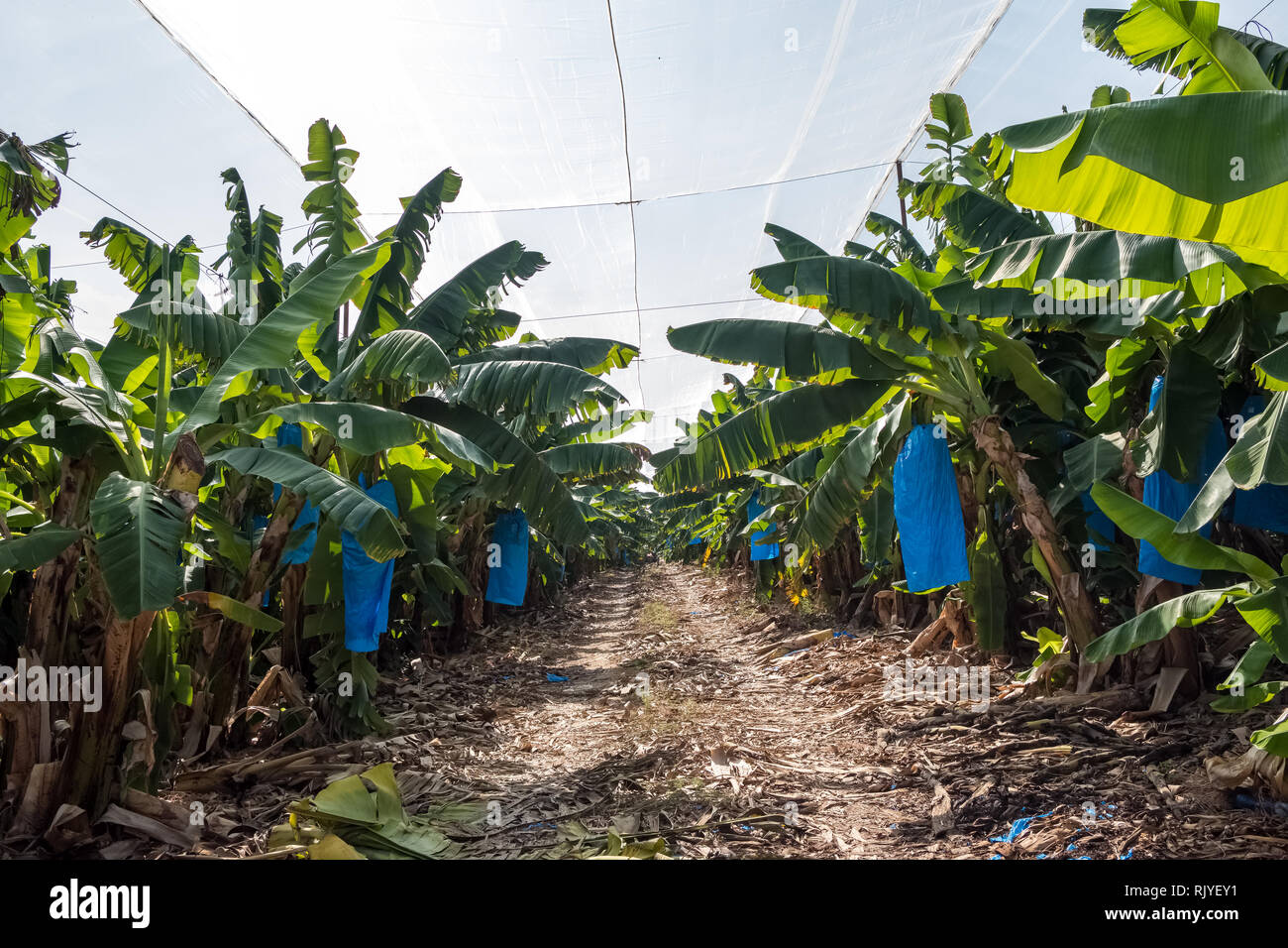 Banana plantation israel hires stock photography and images Alamy