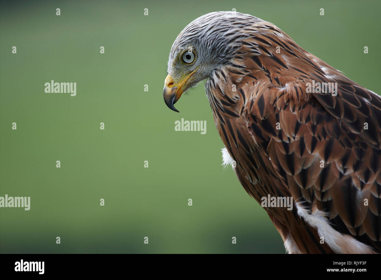 Closeup of head and shoulders of a Red Kite,Milvus milvus,with a plain background. Stock Photo