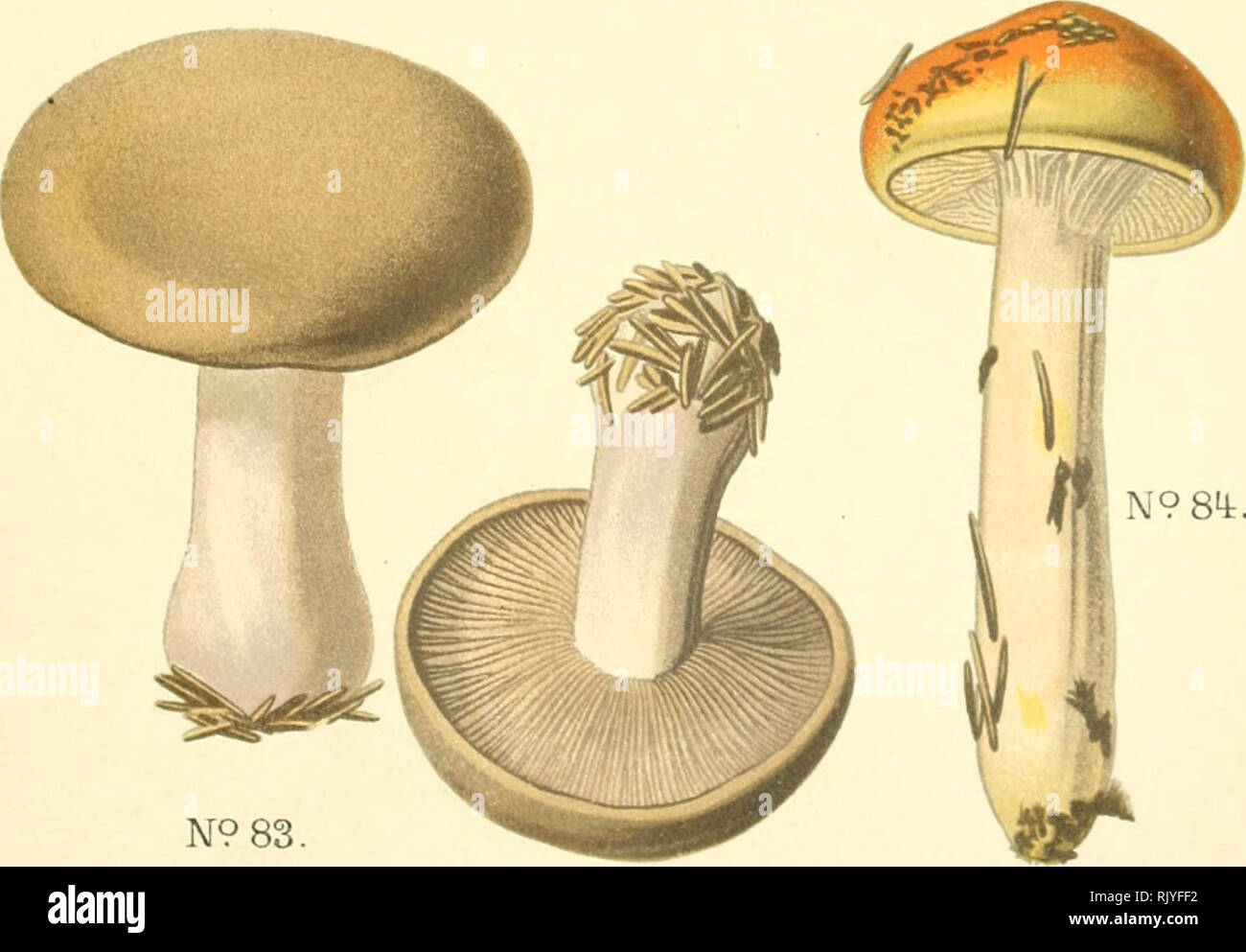 . Atlas des champignons comestibles et vnneux. Mushrooms -- France; Fungi -- France. Corlinarius ^laucopus. Corlinaire Ã piedjlaiique.. N9 84:. N?83. CoTl, purpurascens.var.casrulescens. CorUnairc purpurin, var bleue. Corlinarius coUinitus CortinaiÃ®v visqueux.. Please note that these images are extracted from scanned page images that may have been digitally enhanced for readability - coloration and appearance of these illustrations may not perfectly resemble the original work.. Dufour, L. (Lon), 1861-1942. Paris, P. Klincksieck Stock Photo
