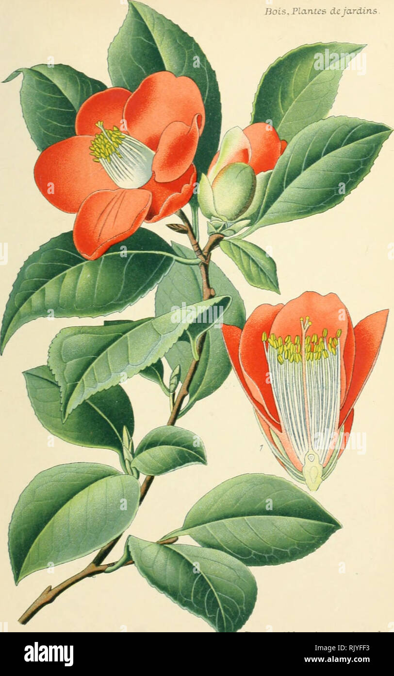 . Atlas des plantes de jardins et d'appartements exotiques et européenes ... accompagnées d'un texte applicatif ... Jiois. Plantes de jardins. O Pl.fiS. CamcLLux. ?' Camellia japonica Famille des TernsLrcemiace'es.. Please note that these images are extracted from scanned page images that may have been digitally enhanced for readability - coloration and appearance of these illustrations may not perfectly resemble the original work.. Bois, D. Paris : Klincksieck Stock Photo
