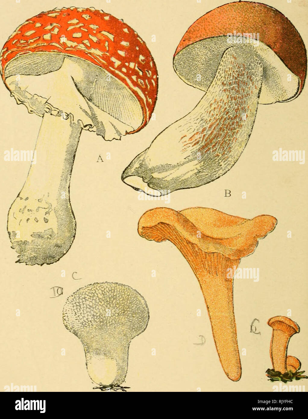 . Atlas de poche des plantes des champs, des prairies et des bois : a l'usage des promeneurs et des excursionnistes. Botany. — 128. A. — Fausse Oronge. B. — Cèpe Aiiianiia muscaria. Boletus eilulis. X^ — Gyrole (Chanterelle). D. — Vesse de loup. Canlharellus cibarius. Lycopcrdon geniJi;atum. — Champignons. —. Please note that these images are extracted from scanned page images that may have been digitally enhanced for readability - coloration and appearance of these illustrations may not perfectly resemble the original work.. Siélain, R. Paris : P. Klincksieck Stock Photo