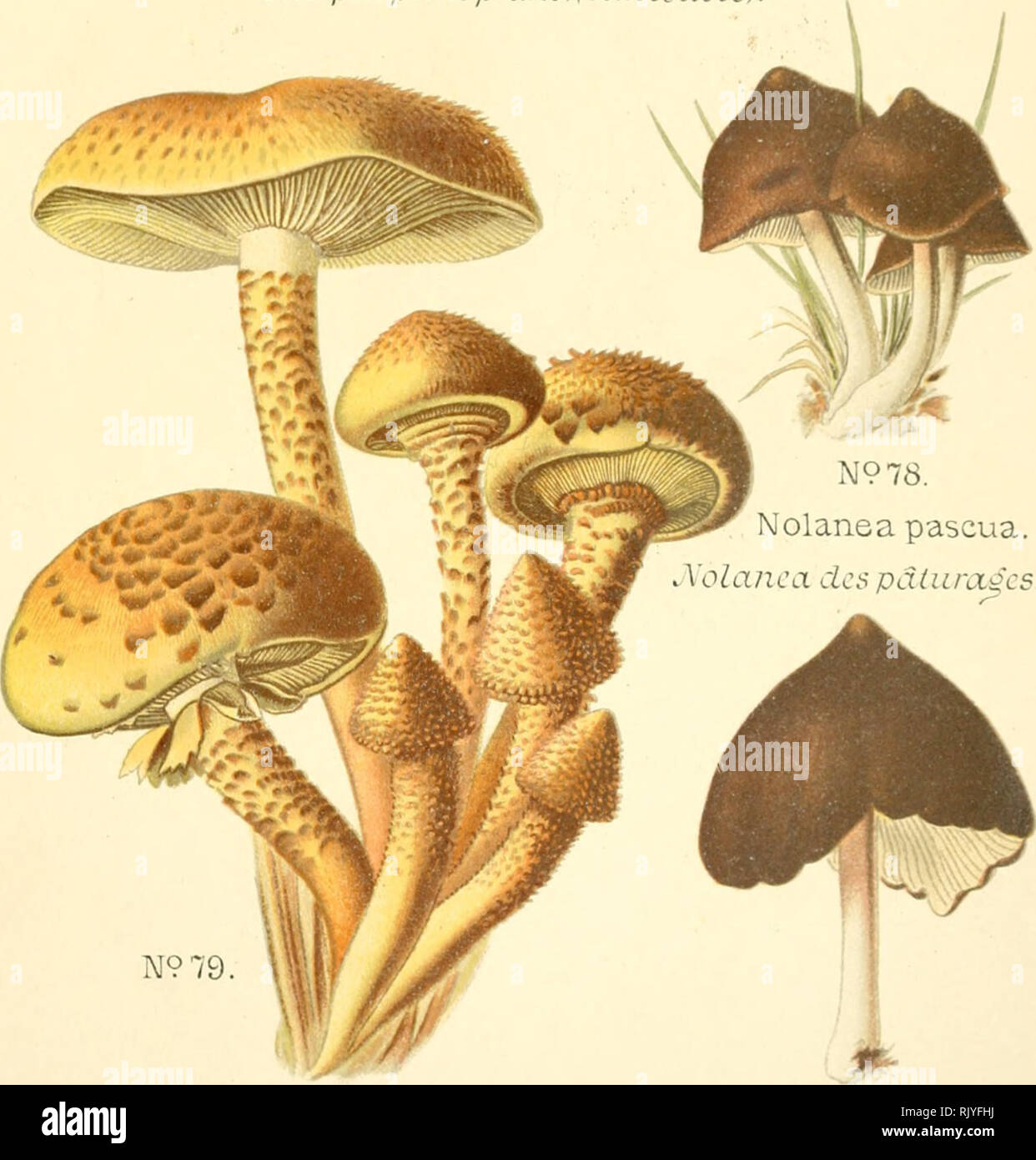 . Atlas des champignons comestibles et vnneux. Mushrooms -- France; Fungi -- France. Clitopilus prunulus CLitopilc petite prune.(comestible).. N9 79 Pholiota squarrosa. Pholiote écailleux. N978.. Please note that these images are extracted from scanned page images that may have been digitally enhanced for readability - coloration and appearance of these illustrations may not perfectly resemble the original work.. Dufour, L. (Lon), 1861-1942. Paris, P. Klincksieck Stock Photo
