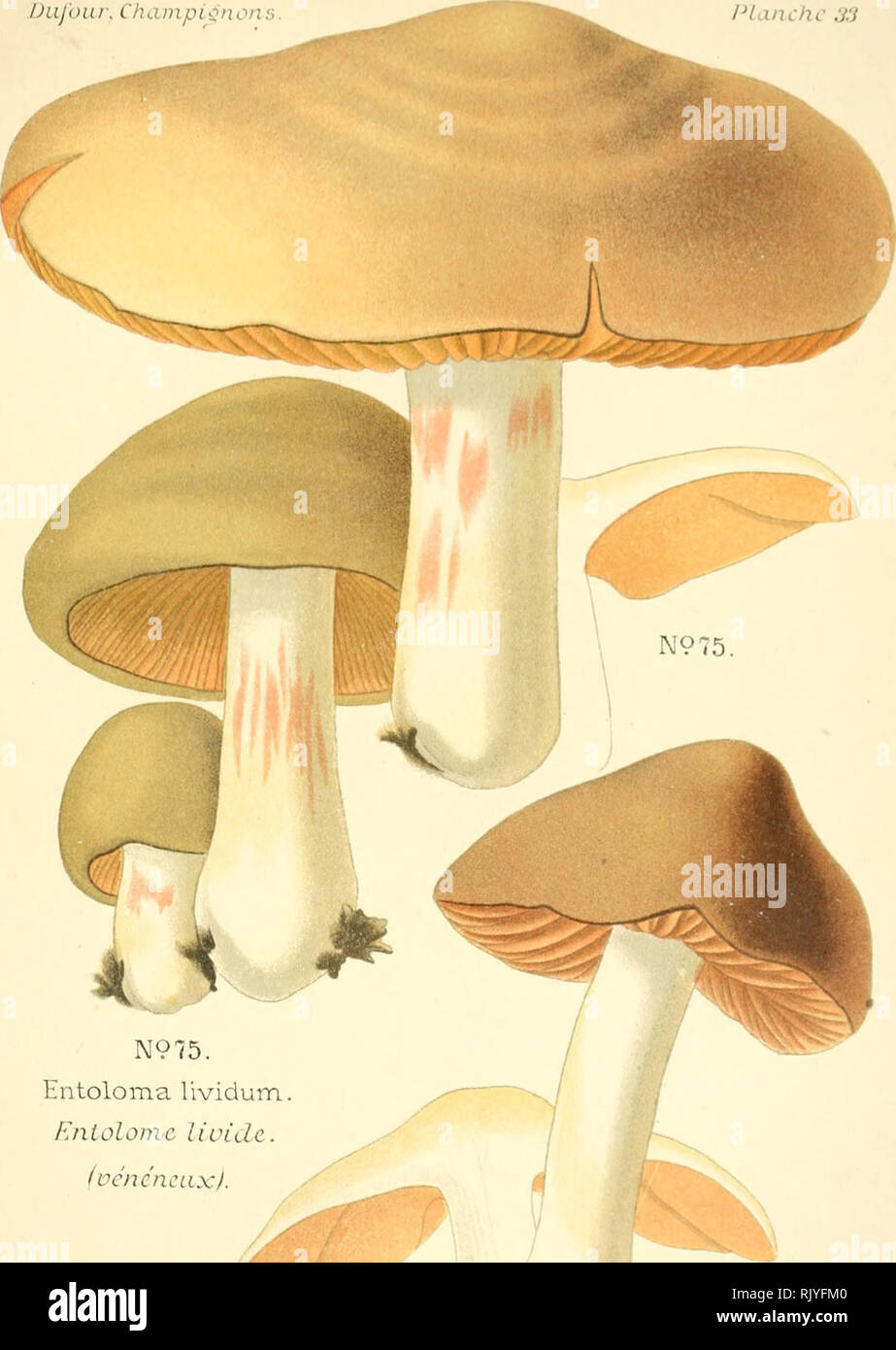 . Atlas des champignons comestibles et vnneux. Mushrooms -- France; Fungi -- France. Duj'iHir. ChdDipionon'o /Hanche 33. N975. Entoloma liviclutn. Knlolonic livide, ifcnc'nciix).. Please note that these images are extracted from scanned page images that may have been digitally enhanced for readability - coloration and appearance of these illustrations may not perfectly resemble the original work.. Dufour, L. (Lon), 1861-1942. Paris, P. Klincksieck Stock Photo