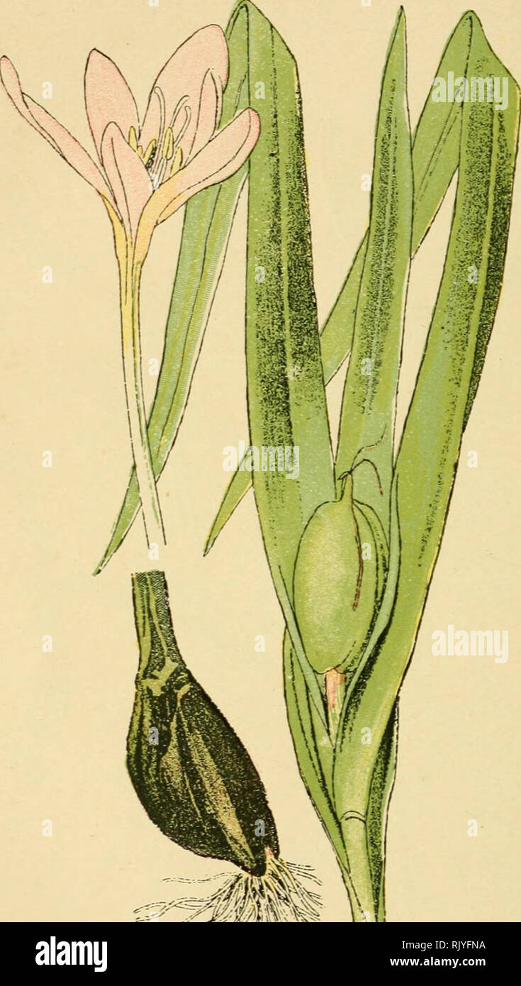 . Atlas de poche des plantes des champs, des prairies et des bois : a l'usage des promeneurs et des excursionnistes. Botany. — 122 — Prairies humides. — Fleurit d'août en octobre.. mm''^^' y^ Colchique d'automne. Tue-chien^ Veillotte. Golchicum autumnale. — MÉLANTHACÉES. —. Please note that these images are extracted from scanned page images that may have been digitally enhanced for readability - coloration and appearance of these illustrations may not perfectly resemble the original work.. Siélain, R. Paris : P. Klincksieck Stock Photo