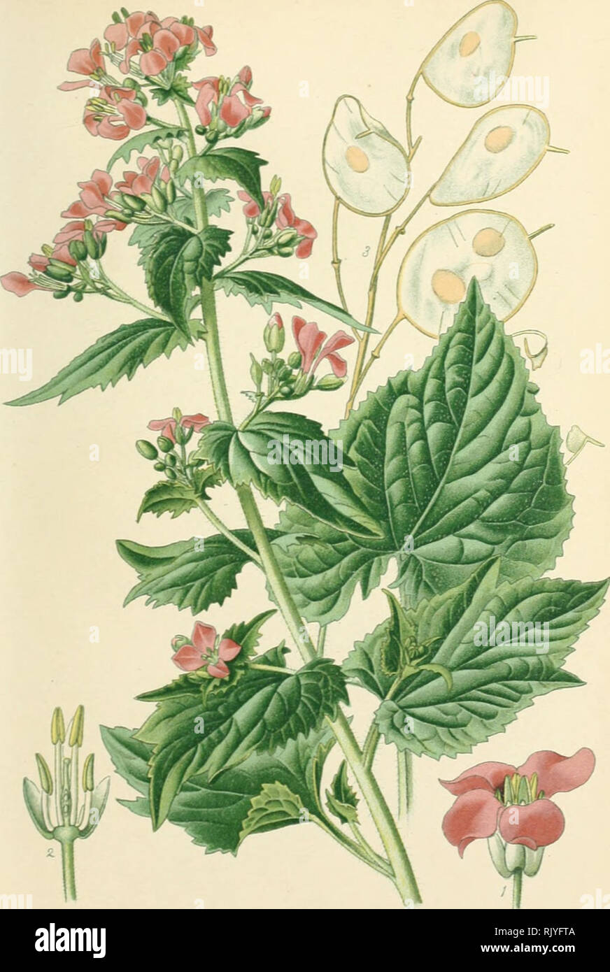 . Atlas des plantes de jardins et d'appartements exotiques et européenes ... accompagnées d'un texte applicatif ... Bois.Plantes cUJarâins.. PL. 28. Monrwyère. Lunaria biennis Mœnch. Famille des Crucifères.. Please note that these images are extracted from scanned page images that may have been digitally enhanced for readability - coloration and appearance of these illustrations may not perfectly resemble the original work.. Bois, D. Paris : Klincksieck Stock Photo