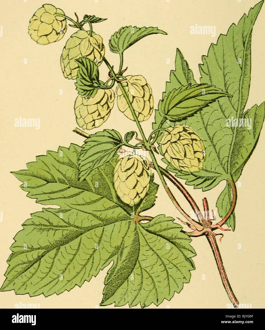 . Atlas de poche des plantes des champs, des prairies et des bois : a l'usage des promeneurs et des excursionnistes. Botany. — 110 — Haies, buissons et cultivé en grand. — Fleurit en juillet et août.. Houblon. Humulus Lupulu.^ — Gannabinées. -. Please note that these images are extracted from scanned page images that may have been digitally enhanced for readability - coloration and appearance of these illustrations may not perfectly resemble the original work.. Siélain, R. Paris : P. Klincksieck Stock Photo