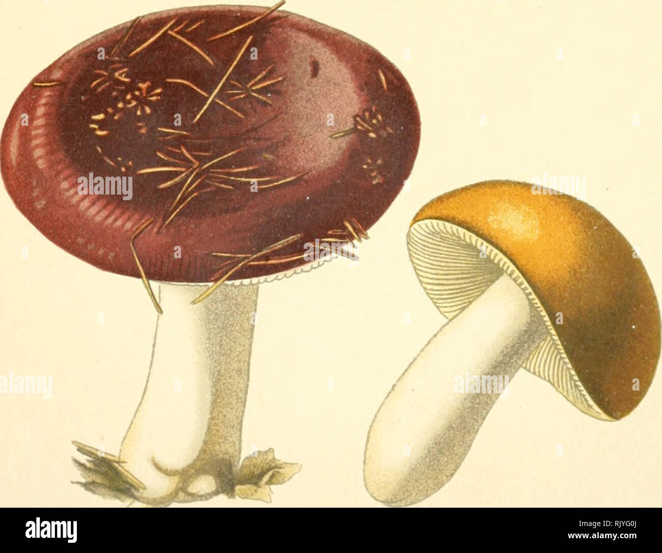 . Atlas des champignons comestibles et vnneux. Mushrooms -- France; Fungi -- France. Planche 27 N961. Russula aurata. Puissiiic dorc'c. (comestible).. N962. Russula xeraTnpelina,var. alutacea. Russule couleur fcaiUc morte./co/nesiiblc).. Please note that these images are extracted from scanned page images that may have been digitally enhanced for readability - coloration and appearance of these illustrations may not perfectly resemble the original work.. Dufour, L. (Lon), 1861-1942. Paris, P. Klincksieck Stock Photo