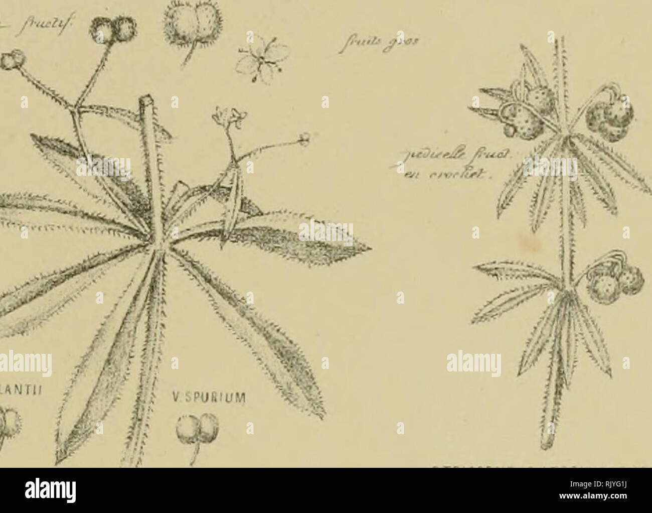 Atlas des caractÃ¨res spÃ©cifiques des plantes de la flore parisienne &amp;  de la flore rÃ©moise. Plants; Plants. G.SAXAnit^i; oia focntnsi G  SVLVtSTRCci^r/'/WWf) i^f- rZ .^u/^s i'^tifteu^Ã©x li^fi'rf â¢^ ^ / ^Ã¯