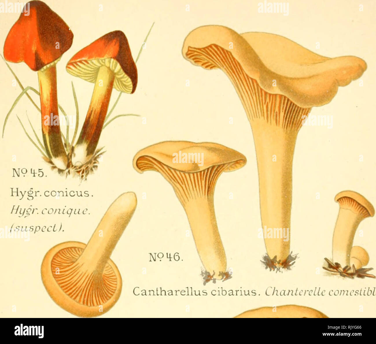 . Atlas des champignons comestibles et vnneux. Mushrooms -- France; Fungi -- France. Diifour, ChampiÃ nons. Planche 20. N9 4-5. Hygr. conicus Hysr. conique. (suspccLl. CanLharellus cibarius. Chante relie comestible. N94-6.. Please note that these images are extracted from scanned page images that may have been digitally enhanced for readability - coloration and appearance of these illustrations may not perfectly resemble the original work.. Dufour, L. (Lon), 1861-1942. Paris, P. Klincksieck Stock Photo